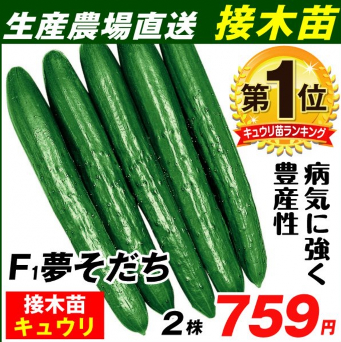 เมล็ดพันธุ์ข้าวโพดจากญี่ปุ่น ฝักใหญ่ ข้าวโพดหวาน 2,000 เมล็ด เมล็ดพันธุ์ผัก เมล็ดผลไไม้ จากญี่ปุ่น