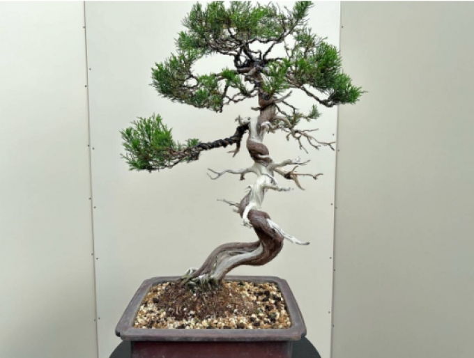 Pine 松 ต้นสน รับสั่งซื้อ รับประมูล รับนำเข้า Accepting orders accepting auctions accepting imports Price includes clearing taxes