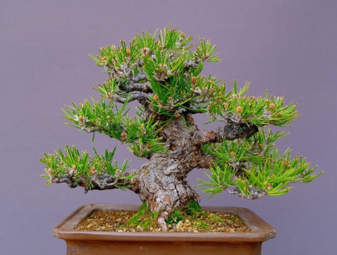 Pine 松 ต้นสน รับสั่งซื้อ รับประมูล รับนำเข้า Accepting orders accepting auctions accepting imports Price includes clearing taxes