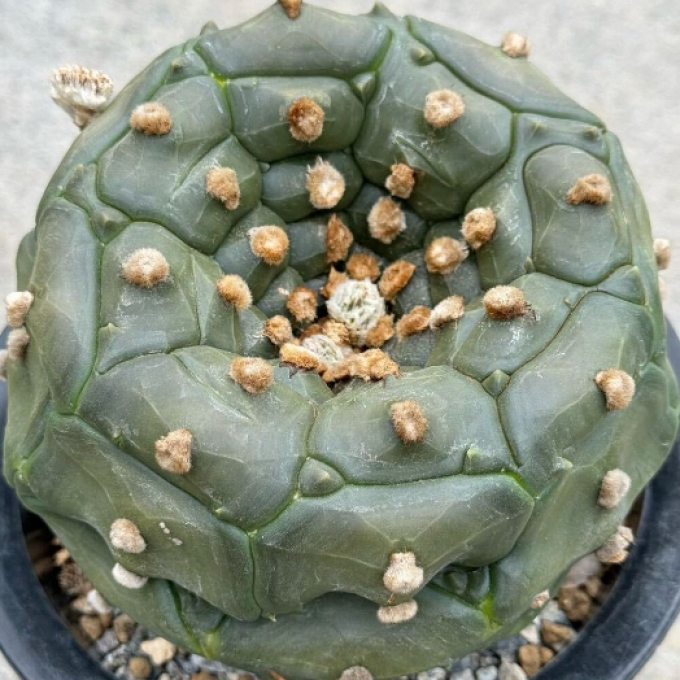 กระบองเพชรพร้อมขาตั้ง Cactus 4 Tortoiseshell Lapis Lazuli ประมูลมาจากญี่ปุ่น