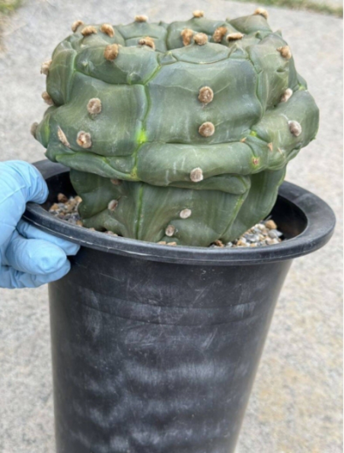 กระบองเพชรพร้อมขาตั้ง Cactus 4 Tortoiseshell Lapis Lazuli ประมูลมาจากญี่ปุ่น