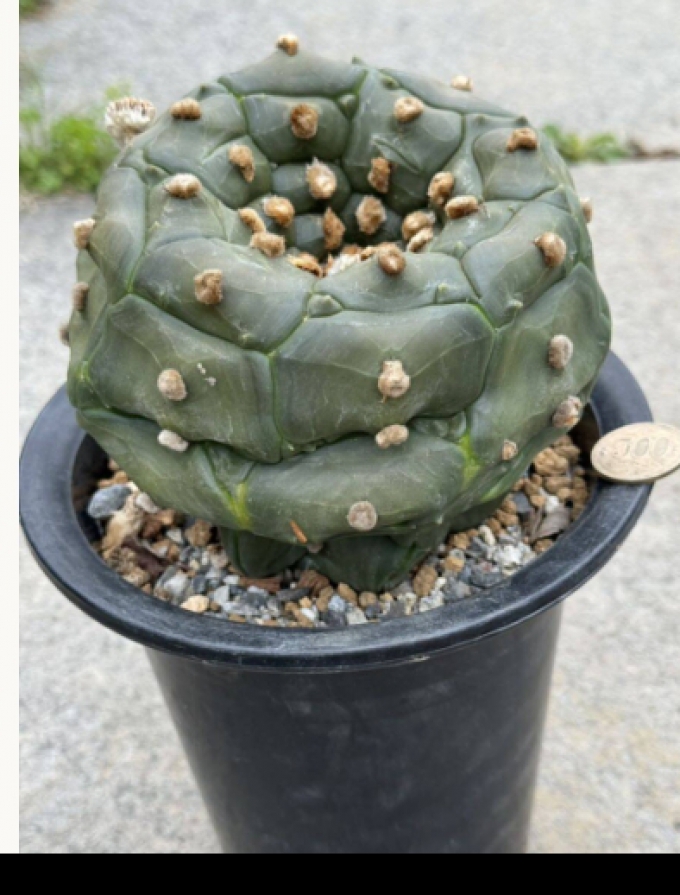 กระบองเพชรพร้อมขาตั้ง Cactus 4 Tortoiseshell Lapis Lazuli ประมูลมาจากญี่ปุ่น